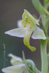 Platanthera algeriensis Battandier & Trabut