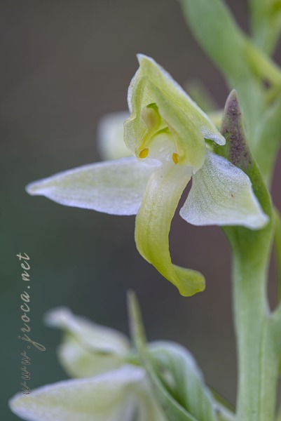Platanthera algeriensis Battandier & Trabut