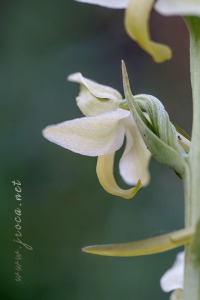Platanthera algeriensis Battandier & Trabut