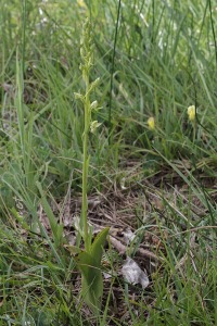 Platanthera algeriensis Battandier & Trabut