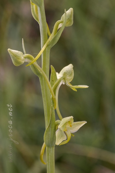 Platanthera algeriensis Battandier & Trabut