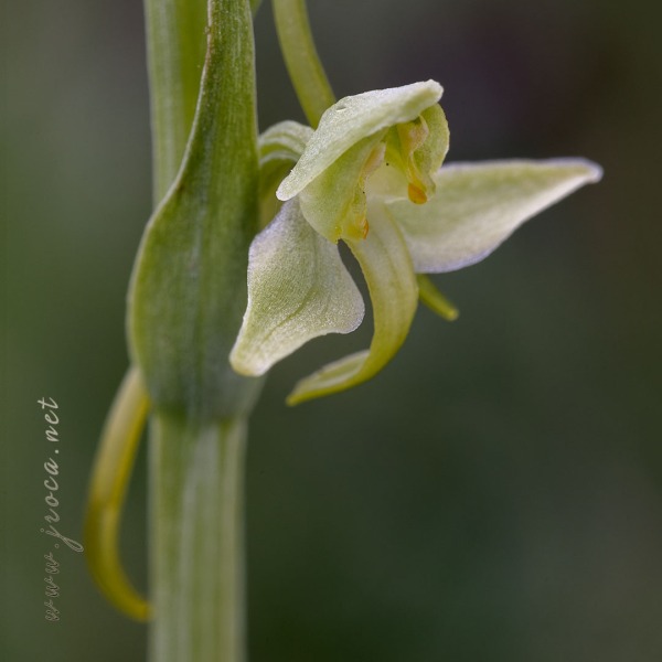 Platanthera algeriensis Battandier & Trabut