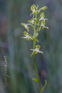 Platanthera algeriensis Battandier & Trabut