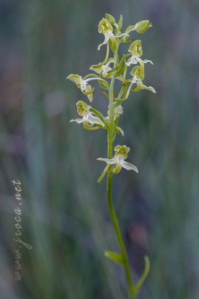 Platanthera algeriensis Battandier & Trabut