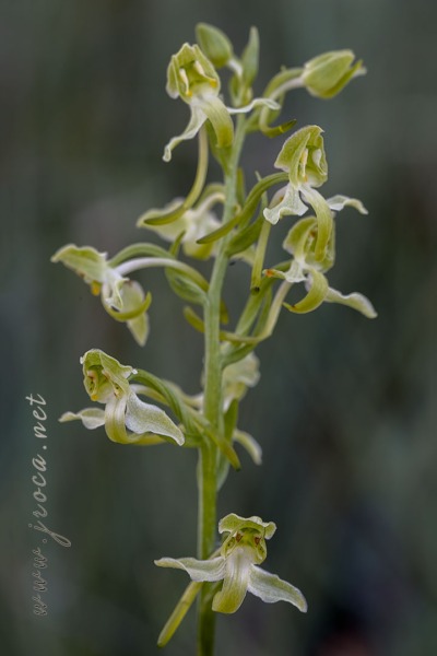 Platanthera algeriensis Battandier & Trabut