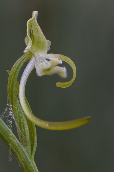 Platanthera algeriensis Battandier & Trabut