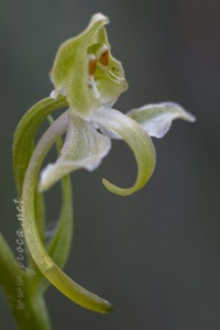 Platanthera algeriensis Battandier & Trabut