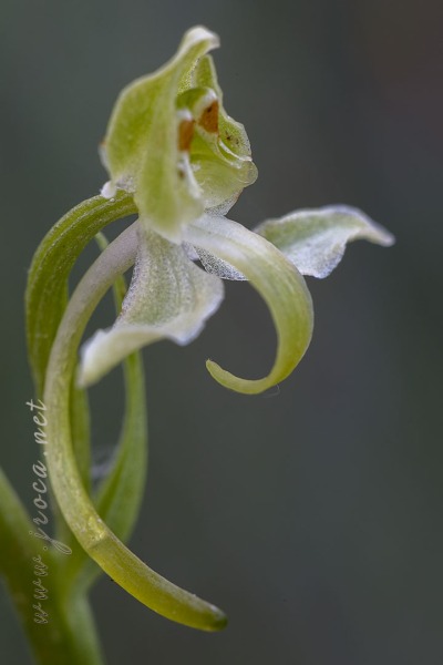 Platanthera algeriensis Battandier & Trabut
