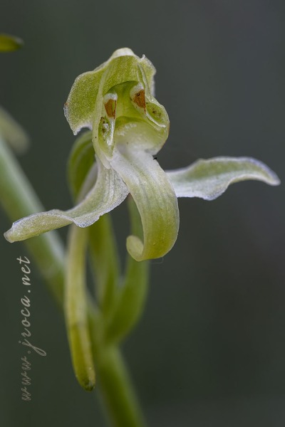 Platanthera algeriensis Battandier & Trabut