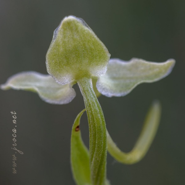 Platanthera algeriensis Battandier & Trabut