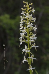 Platanthera bifolia (L.) Rich.