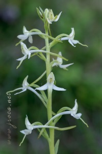 Platanthera bifolia (L.) Rich.