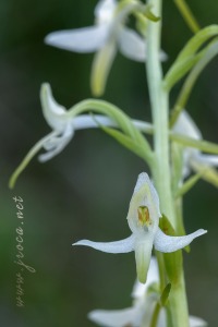 Platanthera bifolia (L.) Rich.