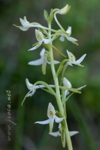 Platanthera bifolia (L.) Rich.