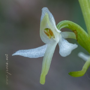 Platanthera bifolia (L.) Rich.