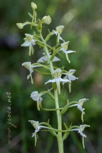 Platanthera bifolia (L.) Rich.