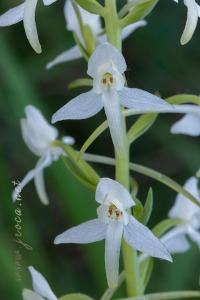 Platanthera bifolia (L.) Rich.