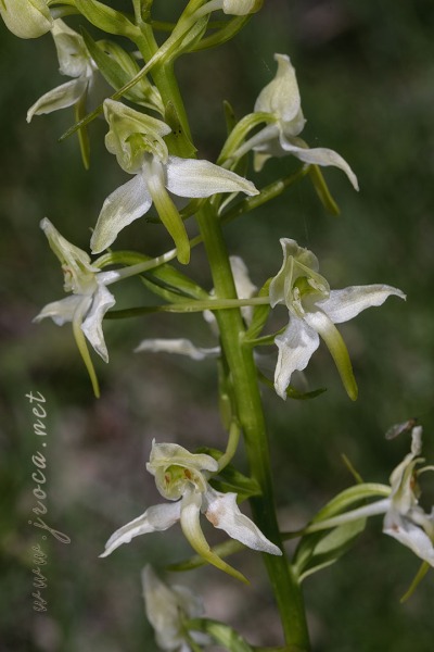 Platanthera chlorantha (Custer) Rchb.