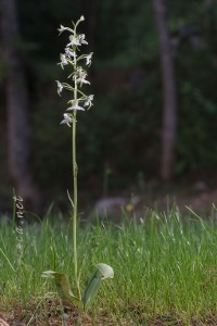 Platanthera chlorantha (Custer) Rchb.