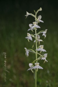 Platanthera chlorantha (Custer) Rchb.