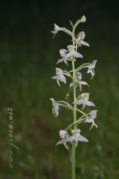 Platanthera chlorantha (Custer) Rchb.