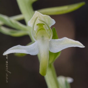 Platanthera chlorantha (Custer) Rchb.