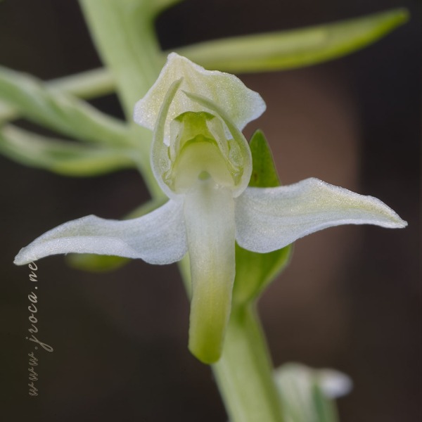 Platanthera chlorantha (Custer) Rchb.