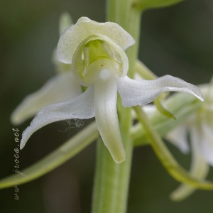 Platanthera chlorantha (Custer) Rchb.