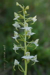 Platanthera chlorantha (Custer) Rchb.