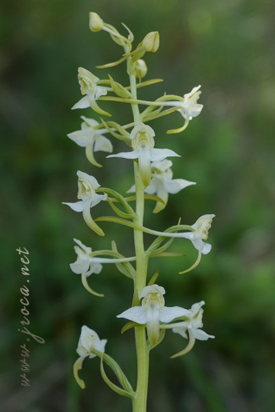 Platanthera chlorantha (Custer) Rchb.