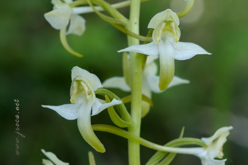 Platanthera chlorantha (Custer) Rchb.