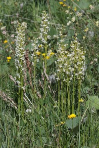 Platanthera chlorantha (Custer) Rchb.