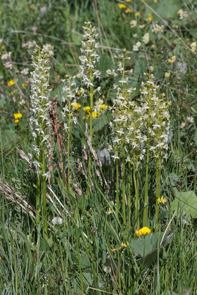 Platanthera chlorantha (Custer) Rchb.