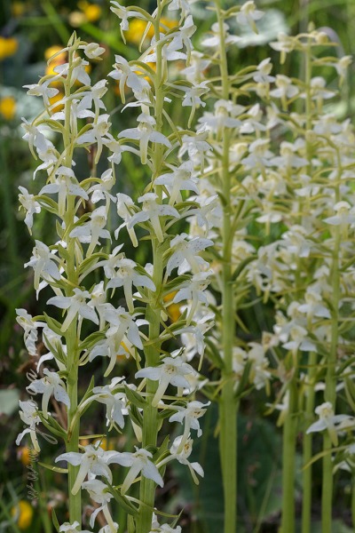 Platanthera chlorantha (Custer) Rchb.