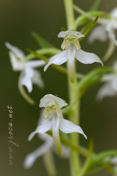 Platanthera chlorantha (Custer) Rchb.
