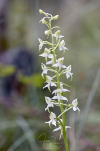 Platanthera x hybrida Brügger