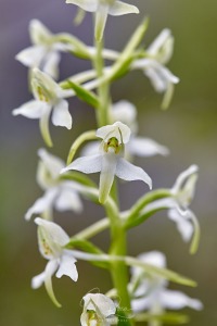 Platanthera x hybrida Brügger