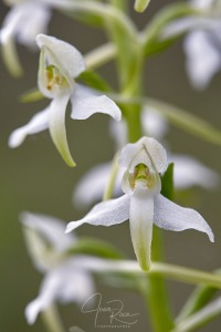 Platanthera x hybrida Brügger