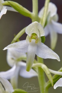 Platanthera x hybrida Brügger