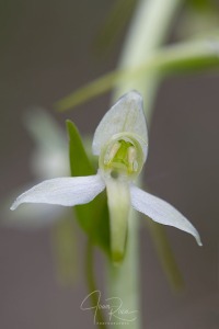 Platanthera x hybrida Brügger