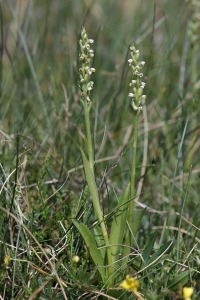 Pseudorchis albida (L.) Á.Löve & D.Löve, Taxon 18: 312 (1969)