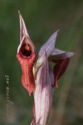 Serapias cordigera