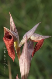 Serapias cordigera L.