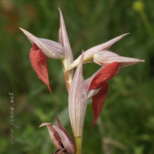 Serapias cordigera L.