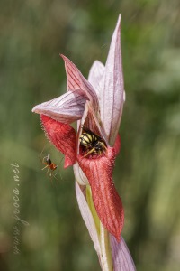 Serapias cordigera L.