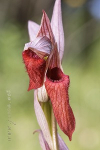 Serapias cordigera L.