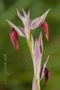 Serapias cordigera L.