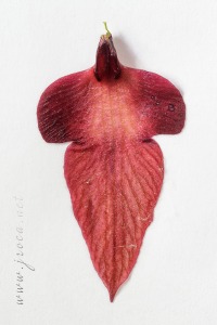 Serapias cordigera L.
