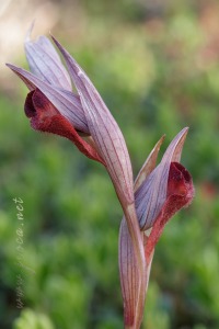 Serapias cordigera L.