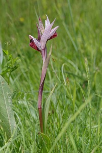 Serapias cordigera L.